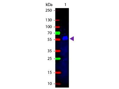 Western Blot: Rabbit anti-Mouse IgG2b Heavy Chain Secondary Antibody [FITC] [NBP1-73638] - Lane 1: Mouse IgG2b. Lane 2: None. Load: 50 ng per lane. Primary antibody: None. Secondary antibody: Fluorescein rabbit secondary antibody at 1:1,000 for 60 min at RT. Block: incubated with blocking buffer for 30 min at RT. Predicted/Observed size: 55 kDa, 55 kDa for Mouse IgG2b. Other band(s): Light Chain.